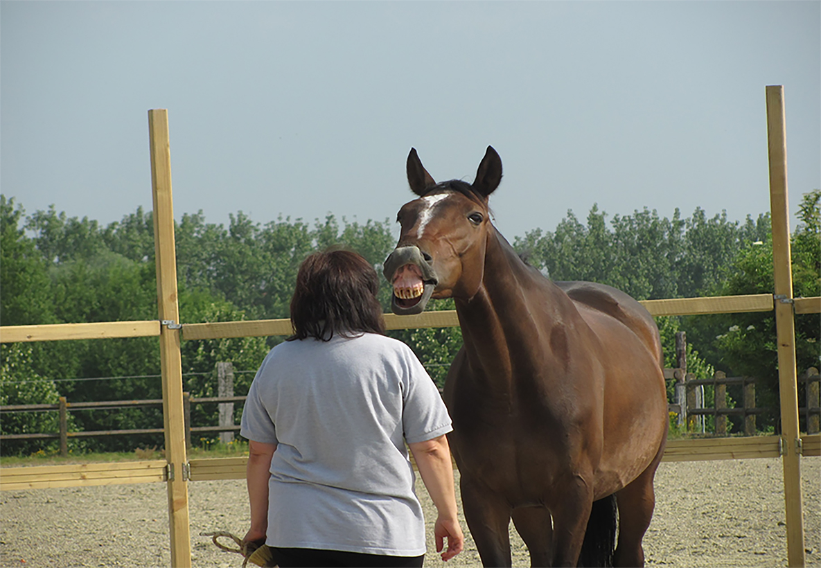Cheval marron_WEB_96dpi